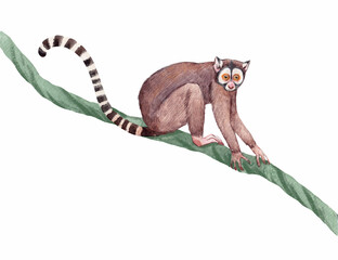 Cute hand drawn Lemur on Jungle Vine Watercolor