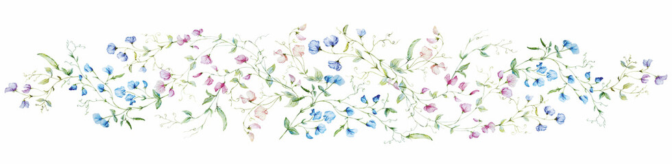 Watercolor Sweet Pea Floral Border, beautiful hand drawn botanical illustration