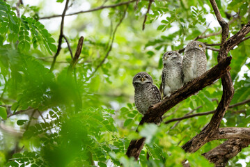 A spotted owl perches in a tree during the day.
