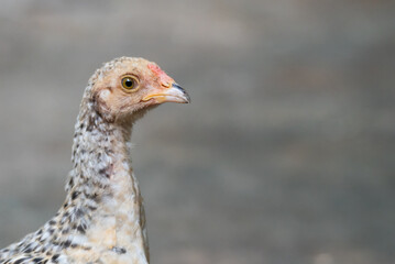portrait of a chicken