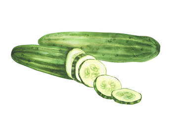 Cucumber watercolor hand painted illustration. Whole long green vegetable and sliced in circles cucumber fruit. Clipart for eco market, kitchen menu, food, nature cosmetic label. Isolated background