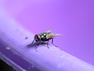 House fly (musca domestica), house fly and isolated background