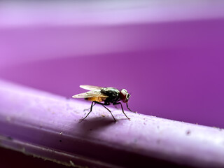 House flies (Musca domestica), house flies perched in a bowl