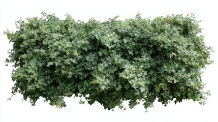 Obraz premium A vibrant border of variegated ivy leaves surrounds a clean white center, providing a natural frame perfect for design projects in commercial photography