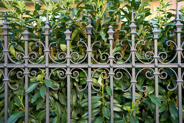 Obraz premium Decorative wrought iron fence with ornate scrollwork in front of lush green foliage. Elegant metal garden fence with classic design, ideal for architectural and landscape themes