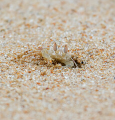 A crab is sitting in the sand on a beach