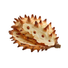 Closeup of dried spiny seed pod nature brown beige texture fall macro on transparent background