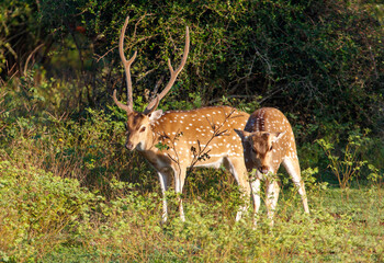 Two deer standing in a field of grass