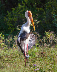 A large bird with a long beak stands in a field of grass