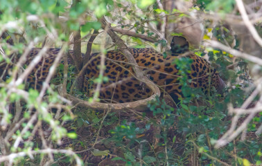 A leopard is laying in the bushes