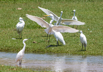 A group of white birds are standing in a field near a body of water