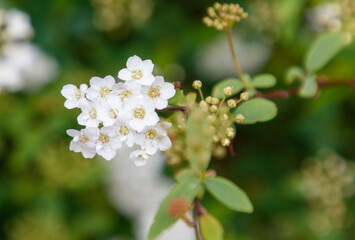 A bunch of white flowers with green leaves