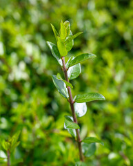 A green leafy plant with a stem and a leaf