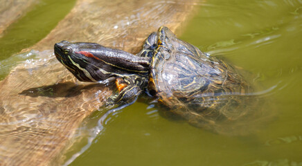 A turtle is swimming in a pond