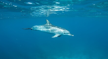 Dolphin swimming underwater