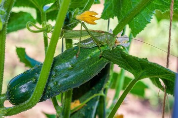 A green grasshopper perches on a ripening cucumber among the plant's lush leaves and flowers.