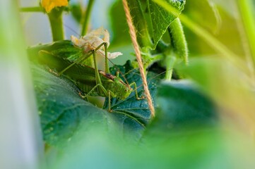 A green grasshopper rests gracefully on a cucumber leaf in a garden, showcasing nature's vibrant details.