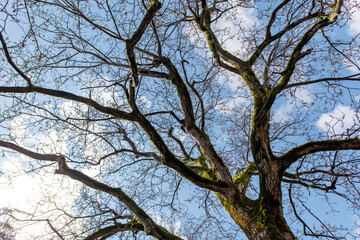 A tree with moss growing on it and a blue sky in the background
