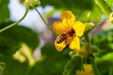 A honeybee diligently gathers nectar from a vibrant yellow cucumber flower on a sunny day.