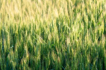 Golden sunlight bathes a vibrant green wheat field, promising a bountiful harvest season.