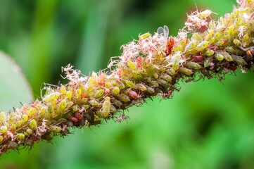 Close view of a plant stem covered in aphids, small insects often considered garden pests.