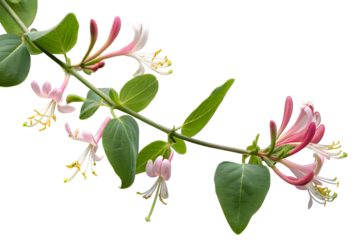  A delicate green vine adorned with pink honeysuckle flowers, clean background for elegant designs.