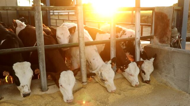 Young Calves Feeding on Grain at Farm during Sunset