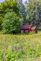 Blooming lupines in a meadow by an old red wooden croft