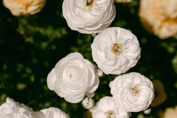 White and yellow ranunculus flower field