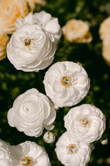 White ranunculus flowers on a bright sunny day