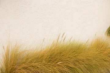 Textured stucco wall and dry grass in warm Cabo afternoon light