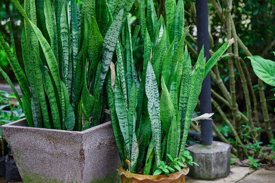 Sansevieria Trifasciata or snake plant growing in potted plant