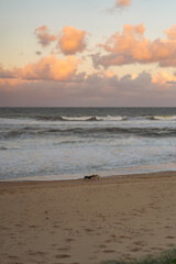 People walk along the ocean shore with dogs