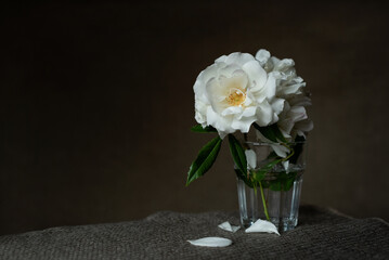 white garden roses in a glass on a dark background.