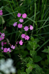 Pink flowers in the garden, springtime concept.