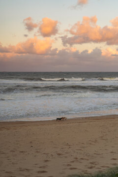 People walk along the ocean shore with dogs