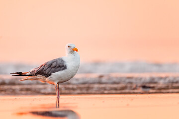 Seagull on the Beach at Sunrise