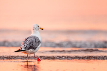 Seagull at Sunrise on the Beach