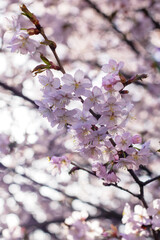 This is a detailed closeup view of a branch from a cherry blossom tree
