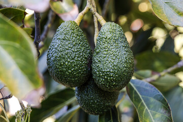 Ripe cluster of avocados on tree