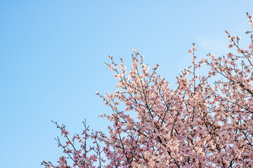 A cherry blossom tree with pink flowers stands against a blue sky