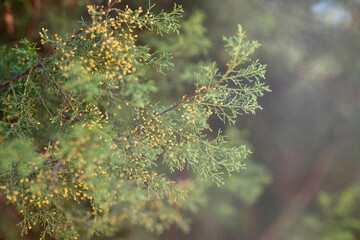 incense cedar with yellow buds and pollen cloud