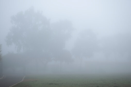 Trees and grass park with thick murk mysterious grey fog