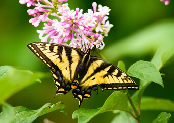 A Swallow-Tailed Butterfly at rest on a Lilac bloom