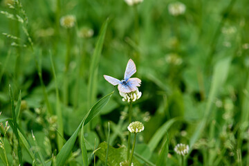 Blue butterfly resting on a clover in a spring meadow