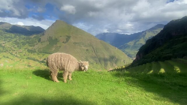 llama in Picas. It is a Peruvian Incas town in the Sacred Valley
