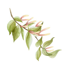 Watercolor honeysuckle vine illustration isolated on white. Garden yellow and pink spring flowers with green leaves for summer blooming floral designs and fragrant goods. Creeper plant clip art