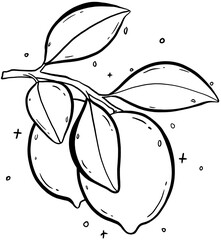 Lemons on a Branch Line Art On Transparent Background