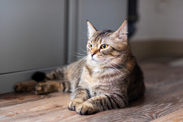 A domestic cat is comfortably laying on the floor, gazing at the camera