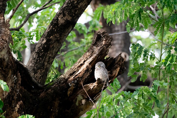 A spotted owl perches in a tree during the day.